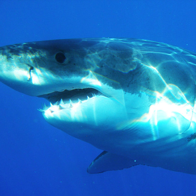 supernumerary_teeth_665-1